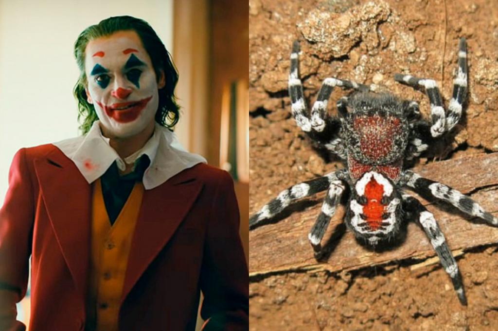 Новый вид бархатных пауков назвали в честь актера Хоакина Феникса за сходство с Джокером