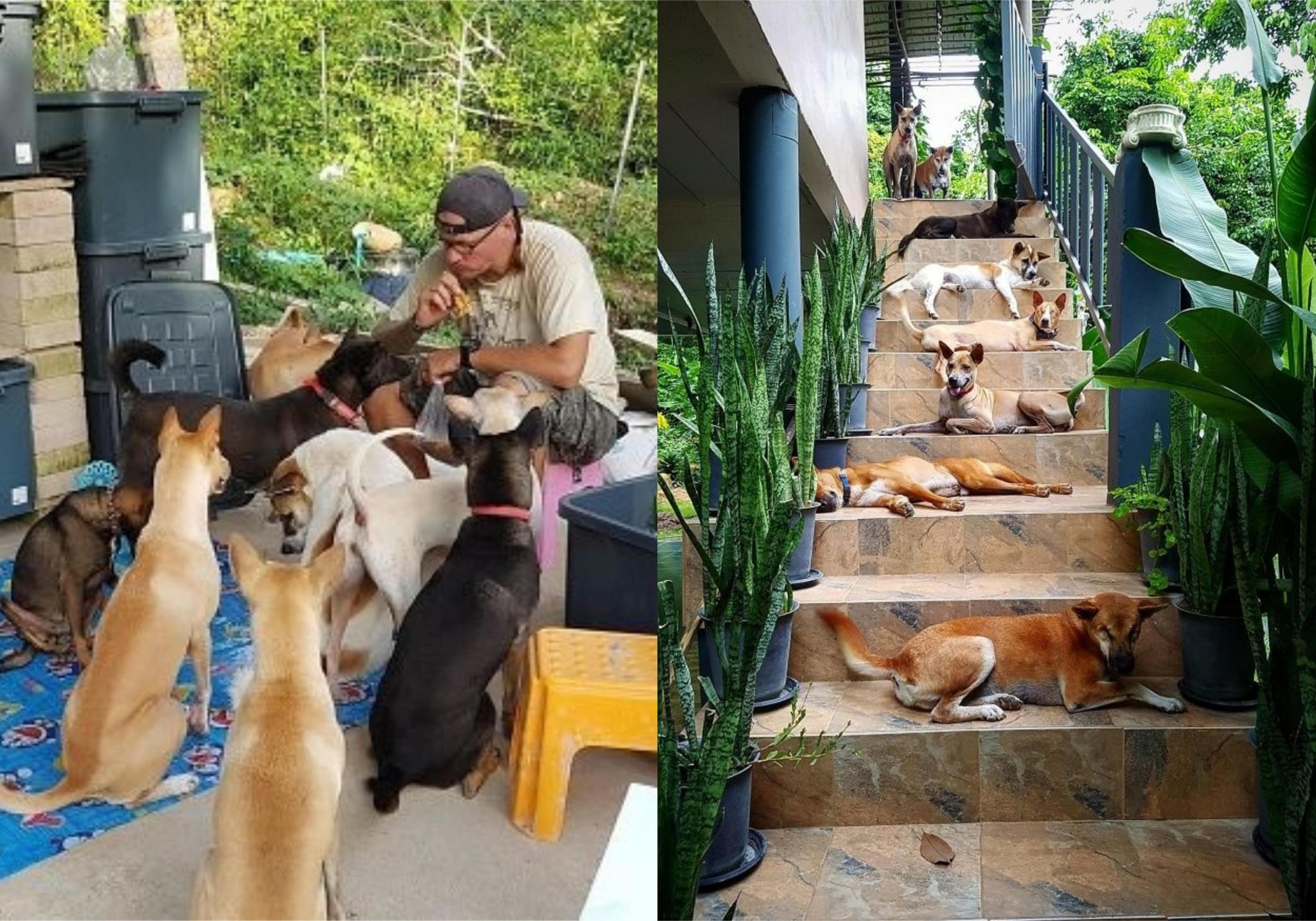 Влюблённая пара приютила 15 бездомных собак, пережив потерю одного, но очень любимого животного