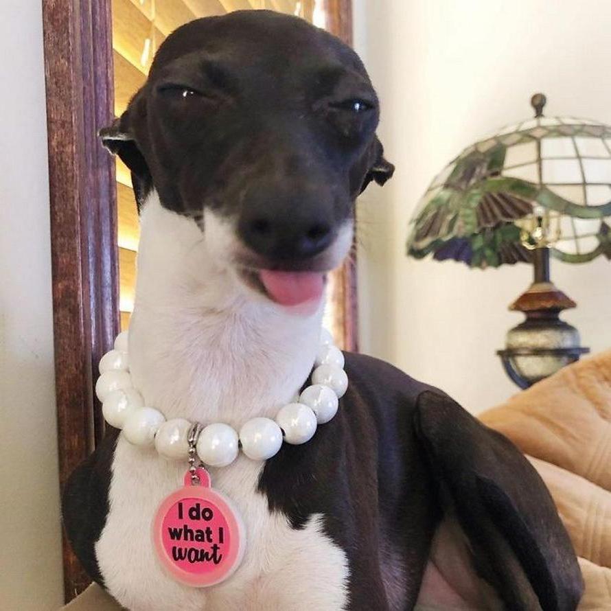 Собачка стала звездой соцсетей благодаря умению необычно проявлять эмоции (забавные фото)