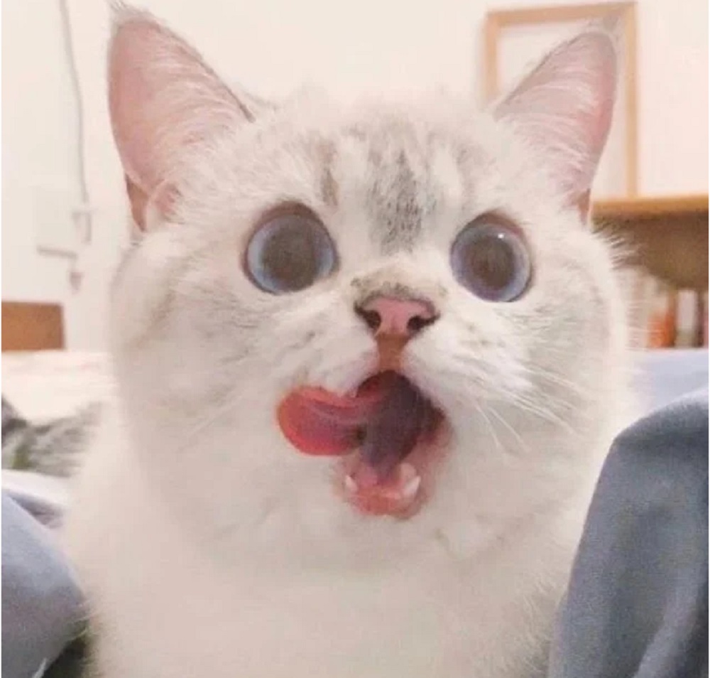 Кошка, которая умеет показывать весь спектр эмоций, быстро стала мемом в Сети