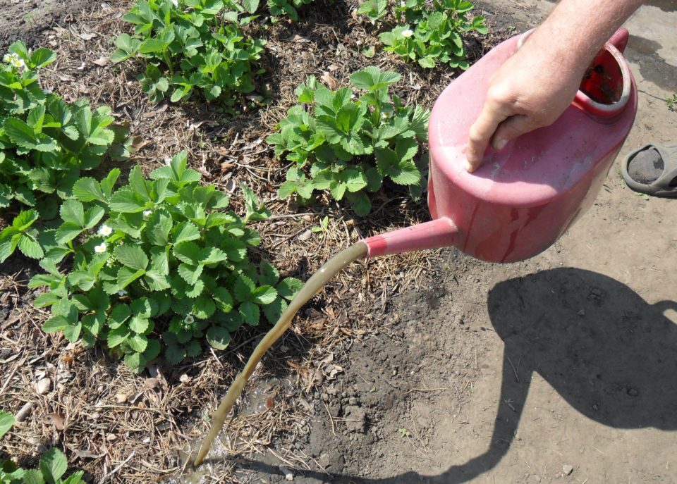 Как правильно пересадить клубнику и чем ее подкормить, чтобы был хороший урожай