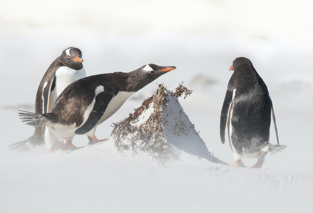 Ученым удалось обнаружить новые колонии пингвинов в Антарктиде при изучении снимков со спутника