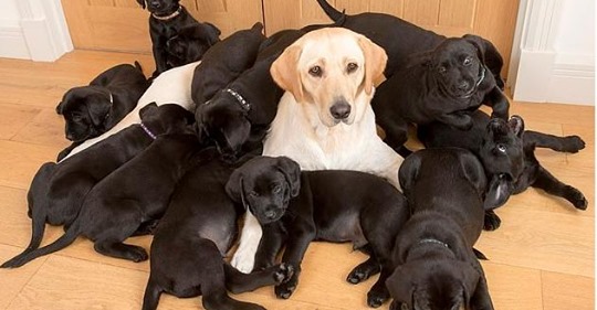 Мама золотистый лабрадор, а все 13 щенков — черненькие! Папа постарался. 