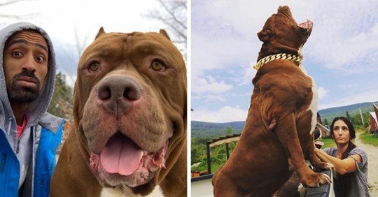 Этот пёс по кличке Халк — один из самых больших питбулей в мире, и его имя подходит ему как ничто другое
