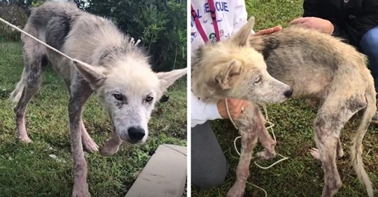 Пса, 2 года сидевшего на цепи, спасли волонтёры и показали, в какого красавчика его превратили любовь и забота