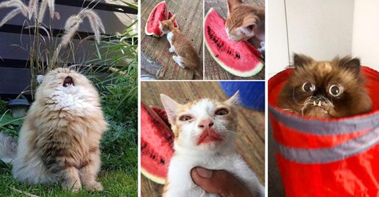 20 самых смешных моментов с кошками, которые поднимут ваше настроение  