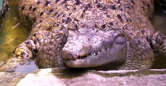 Домашний крокодил: в индонезийской семье 20 лет живет 200-килограммовая рептилия