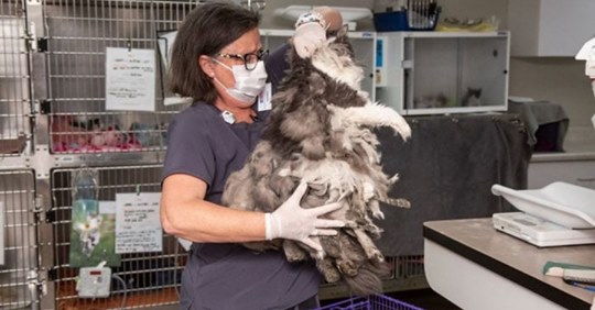 Американские зоозащитники спасли лохматое меховое чудище. Состригли килограмм шерсти, а под ним очаровательная кошка!