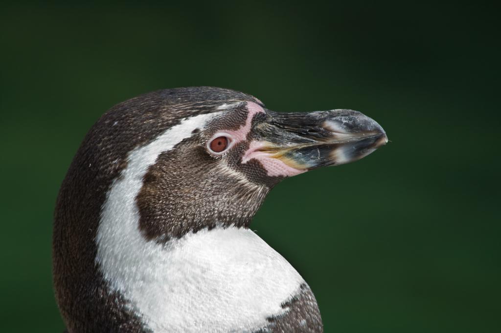 Полицейские в Великобритании «задержали» пингвина во время патрулирования улиц