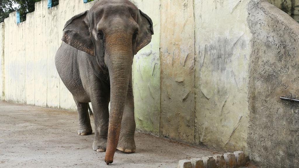 Самый одинокий слон наконец-то отправлен на свободу. Власти Пакистана приказали перевести его из зоопарка в заповедник, но он не единственный, кто страдает в неволе