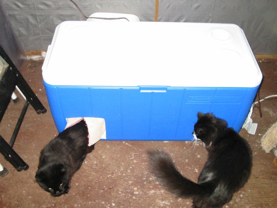 Переносной холодильник решила использовать не по назначению: смастерила из него домик для кошки