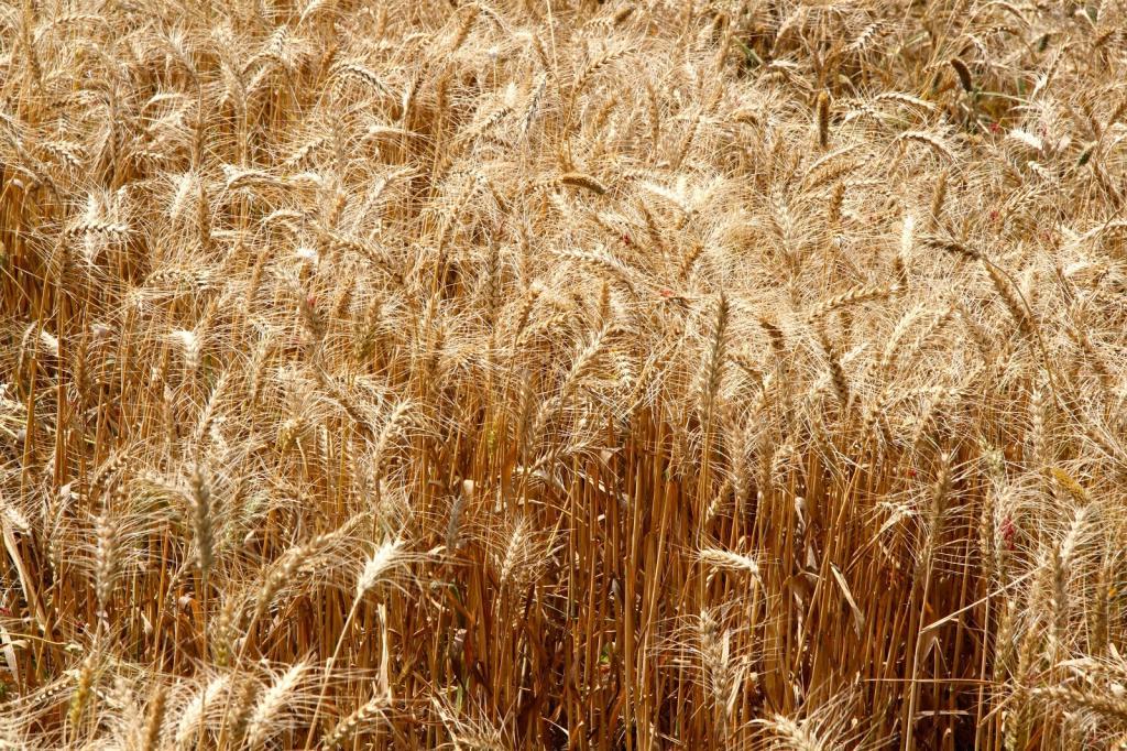Древний сорт пшеницы. Пшеница учёный. Сорт пшеницы Зафар.