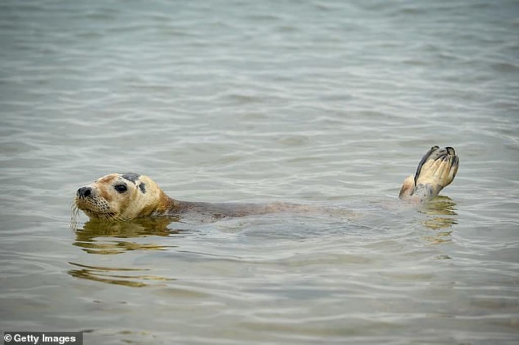 Тюлень Сэмми стал знаменитостью среди любителей водного спорта: он забирается к ним в лодки, байдарки, на доски подремать