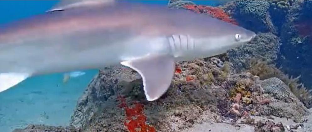 Скаты, акулы, корралловые рыбки   дайвинг на диване через веб камеру на дне в Майями