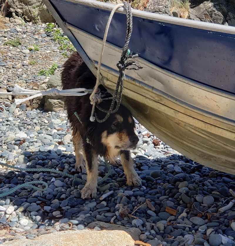 Морской Хатико: потерянная собака, которая 3 месяца провела в пещере на диком пляже, была спасена серферами