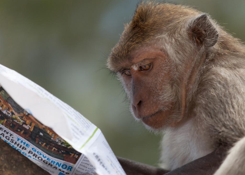 Мозг приматов восприимчив к чтению: результаты научного эксперимента