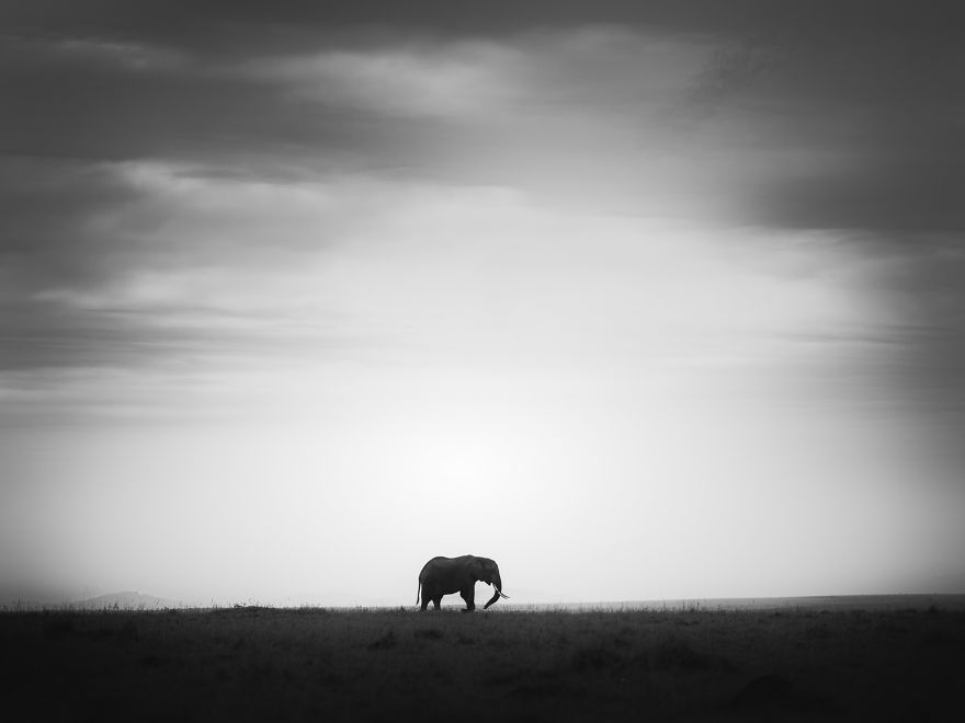 Фотограф любит слонов и создал целую коллекцию фото. Он не использует цвет, чтобы показать миролюбие и величие животных