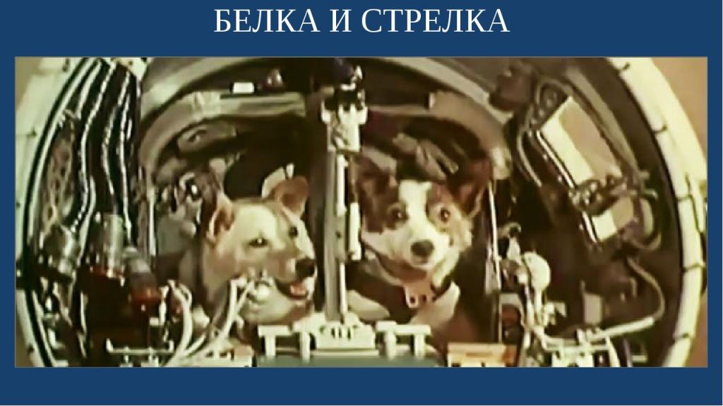 Контролировал Сергей Королев: 19 августа 60 лет назад был совершен полет в космос Белки и Стрелки. Интересные факты