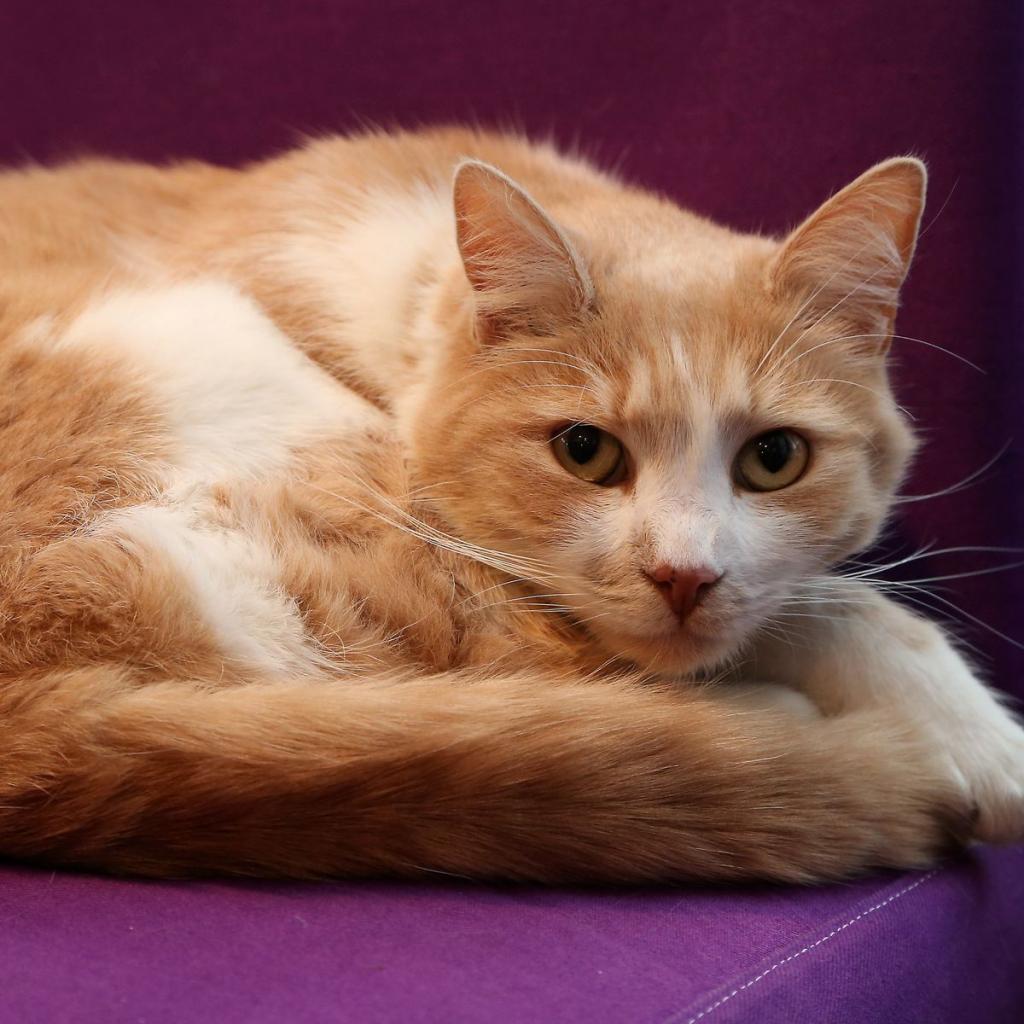 Дружелюбный кот уже более 10 лет правит деревней людей: история кота Вилбура, короля Раддингтона. У него есть Facebook и бренд календарь, как у пожарных