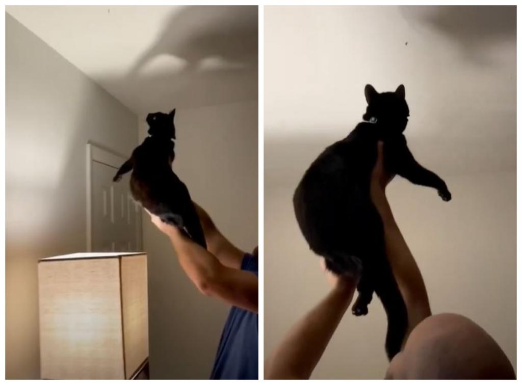 Надо свою обучить! Мужчина показал, как его кошка собирает мух с потолка (видео)