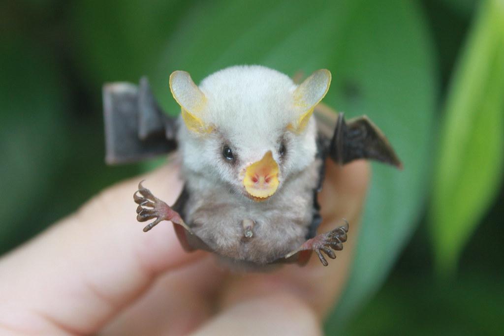 Не все летучие мыши неприятны на вид. 10 фото редкой белой гондурасской «милашки»