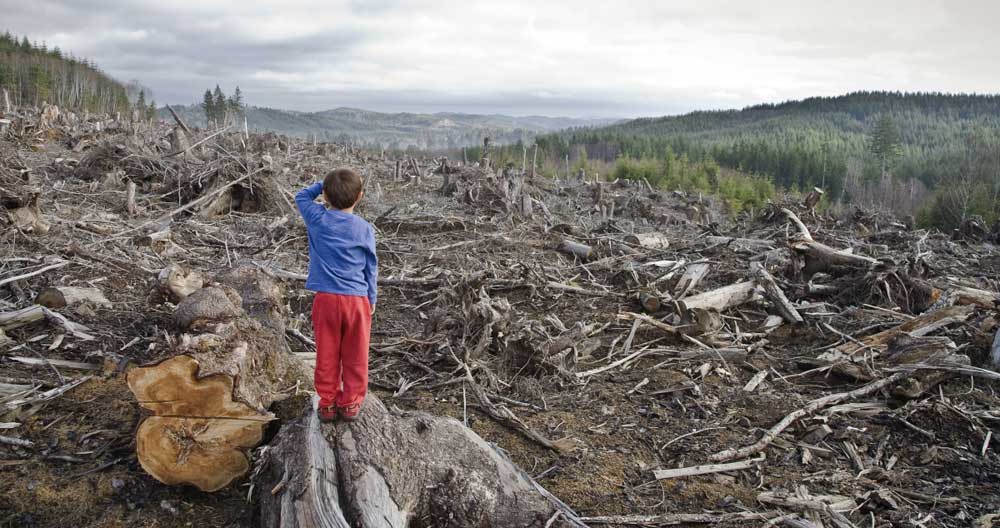 Ученые бьют тревогу: оказывается, риск пандемий увеличивает сами люди, когда вырубают леса