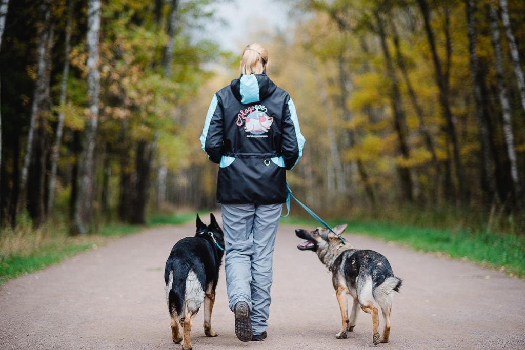 Законные права собак: в Германии подписали законопроект о прогулках на свежем воздухе домашних животных