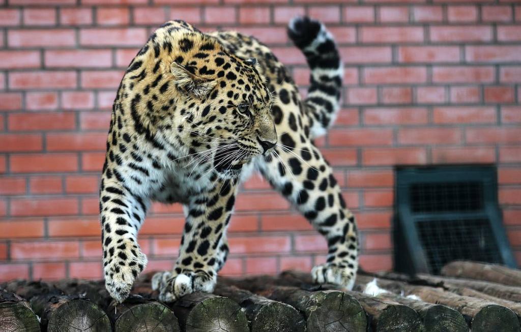 Леопарды Кодор и Лаба начинают самостоятельную жизнь: двух представителей исчезающего вида выпустили в естественную среду обитания