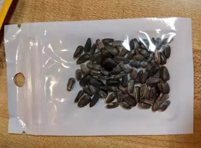 Мужчина получил по почте семена от неизвестного отправителя из Китая: он посадил их во дворе