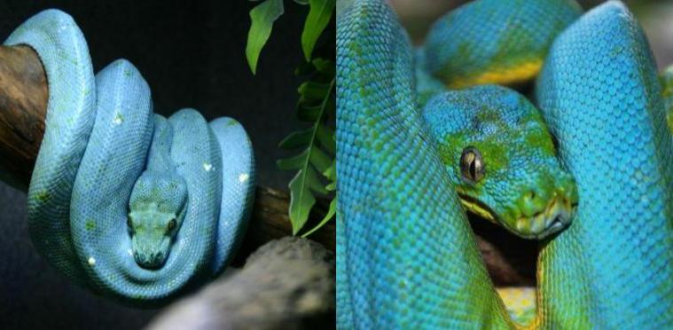 Дорогие змеи. Голубой древесный питон. Самые удивительные животные змеи. Самые дорогие змеи.