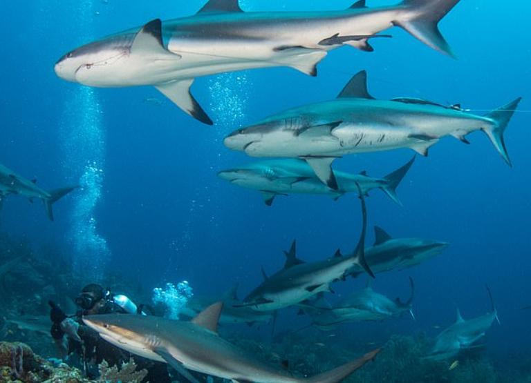 У серых рифовых акул обнаружили способность к 