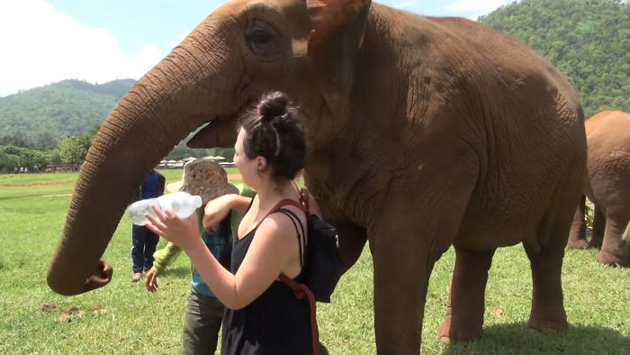 Слониха отогнала посетителей от смотрителя, чтоб та смогла спеть колыбельную ее слоненку (видео)