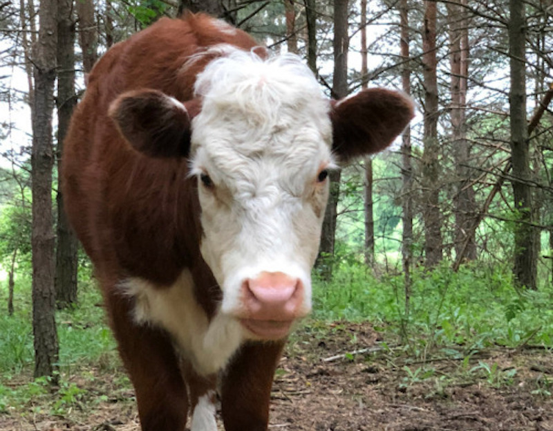 Осиротевший теленок сбежал с фермы в лес, но там он нашел необычную компанию друзей