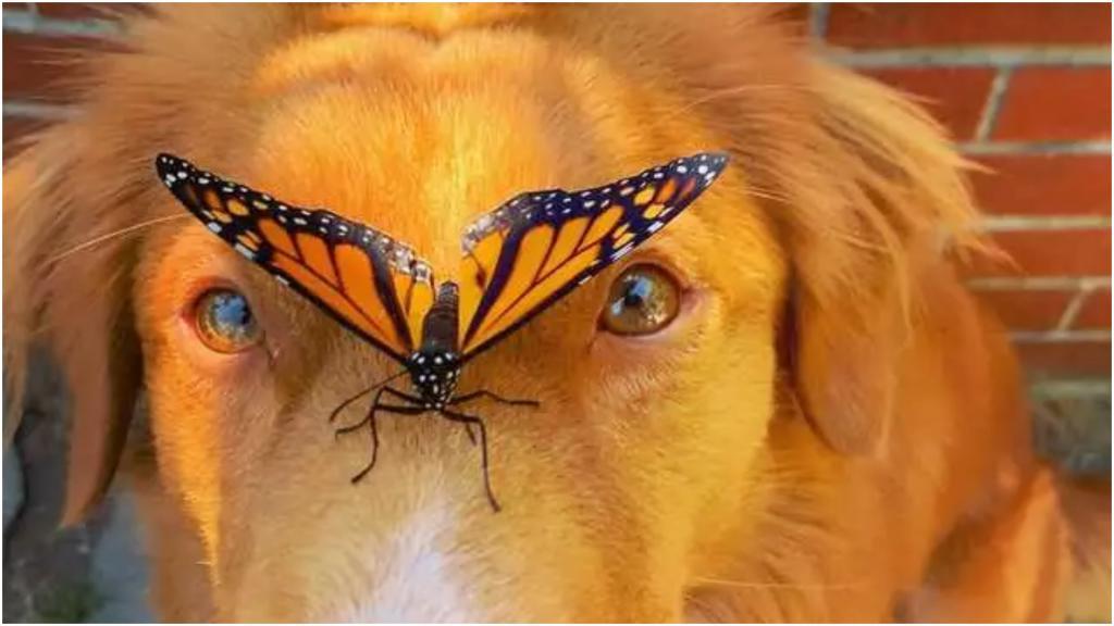 Лохматый романтик: женщина разводит бабочек-монархов у себя в саду, а ее собака их просто обожает