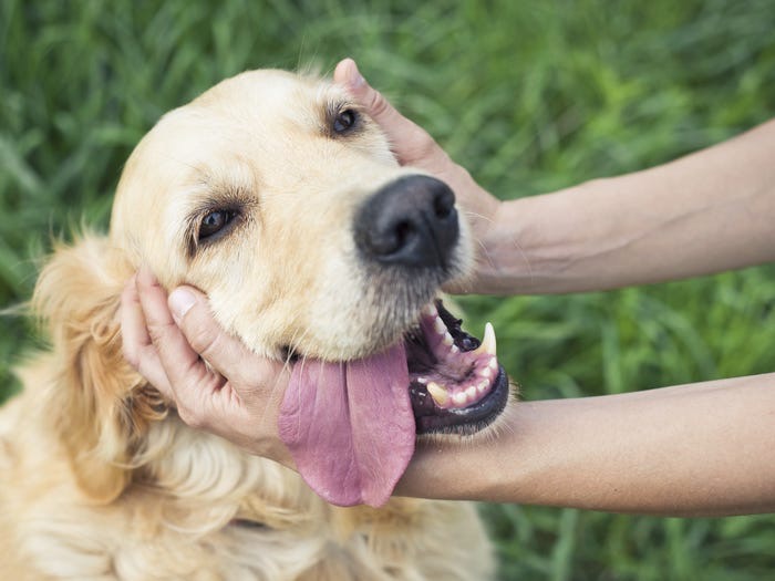 11 удивительных способов, которыми собака выражает любовь. Если собака любит вас, то она трется о вас мордой