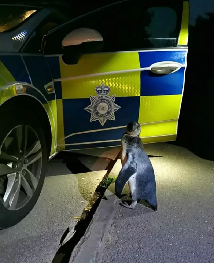 Полицейские в Великобритании «задержали» пингвина во время патрулирования улиц