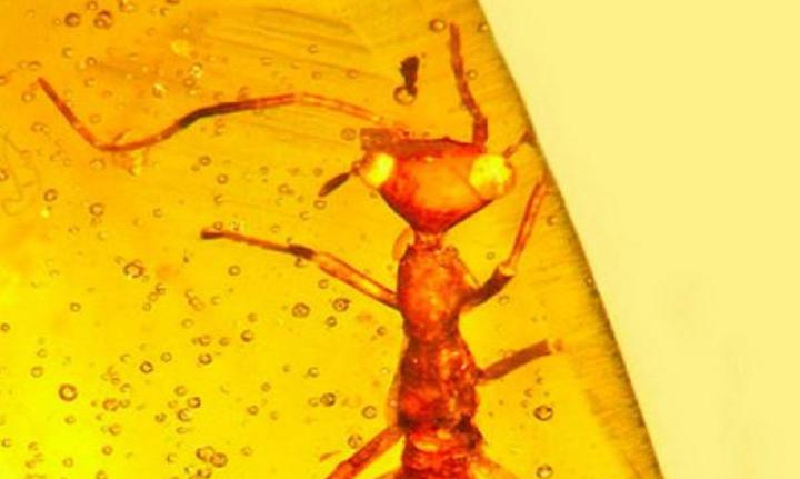 Как в  Парке Юрского периода : строение  адского муравья  ученые поняли, найдя его останки в янтаре
