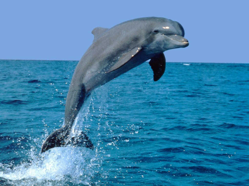 Ученые обнаружили у дельфинов, тюленей и некоторых других морских обитателей скрытые пальцы