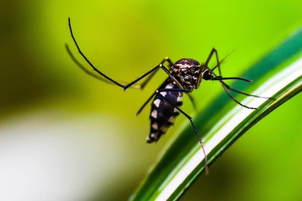 Комары раньше людей не кусали: изменение климата заставило их изменить свое поведение