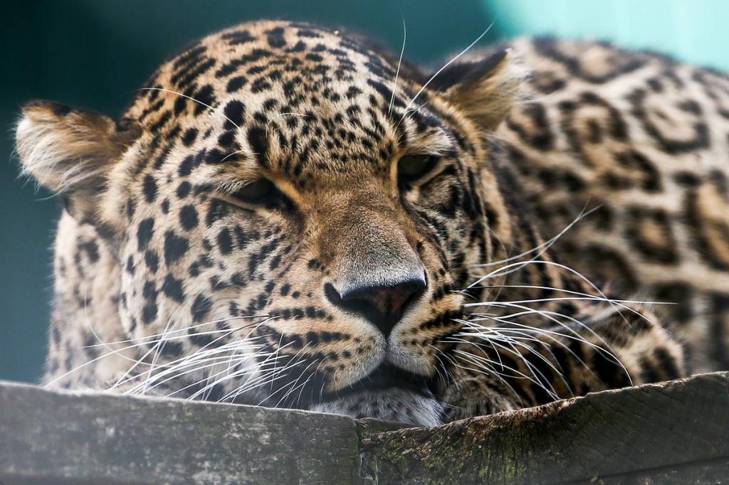 Леопарды Кодор и Лаба начинают самостоятельную жизнь: двух представителей исчезающего вида выпустили в естественную среду обитания