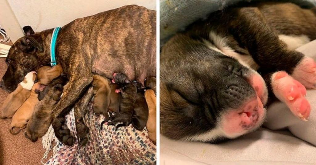 Пара спасла беременную собаку. Позже она преподнесла им сюрприз, родив 15 щенят