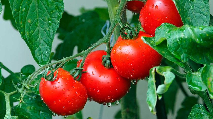 Когда помидоры начинают созревать, удаляю листья: они у меня никогда не болеют и щедро плодоносят