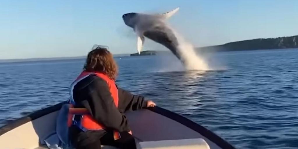 Отец и дочь рыбачили на лодке, когда 2 горбатых кита выпрыгнули из воды: реакция девочки (видео)