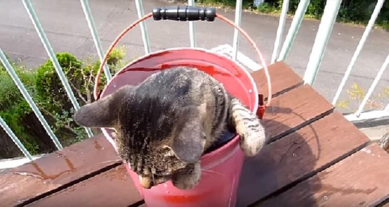 Кот купается в ведре. Усатый, который не боится воды: забавное видео