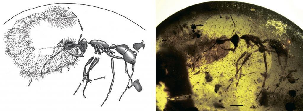 Необычная находка показывает, как насекомое, известное как адский муравей, использовало свой уникальный 