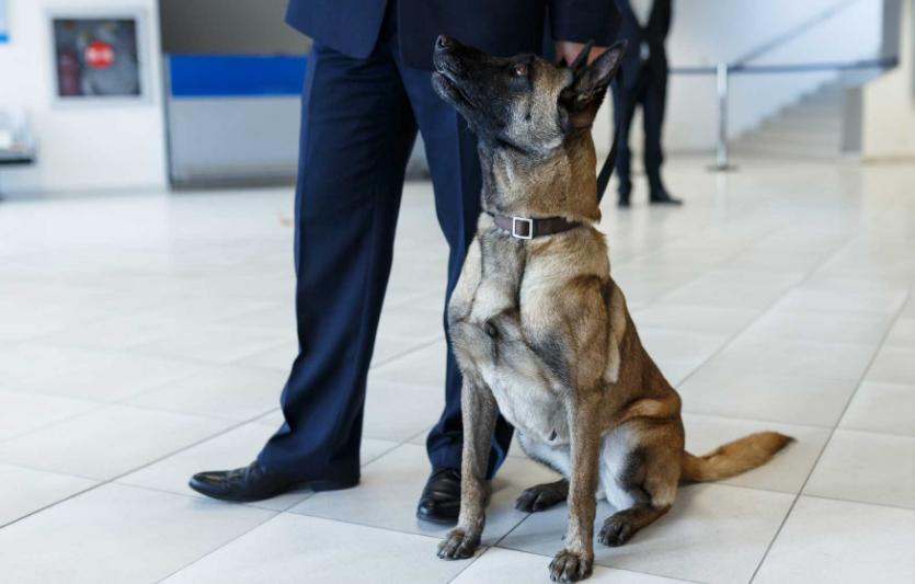 Международный аэропорт Дубая первым стал использовать собак для обнаружения коронавируса: точность результатов - 92 %, скорость - 1 минута