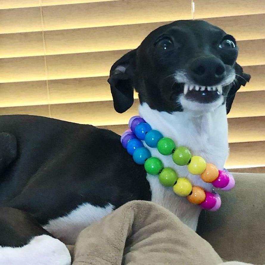 Собачка стала звездой соцсетей благодаря умению необычно проявлять эмоции (забавные фото)