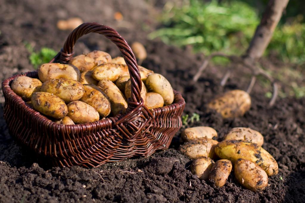 Картошку всегда копаю вилами и никогда не отправляю ее сразу в погреб: секреты правильного хранения урожая