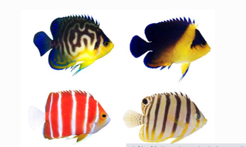 Прекрасные рыбы-ангелы, живущие у кораллов, постоянно производят новых гибридов (фото)