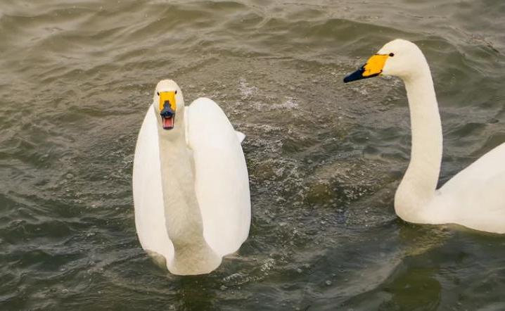 Ученые с помощью веб камер узнали точно, с кем дерутся лебеди